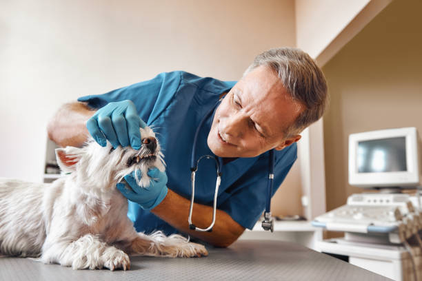 Best Emergency Dental Services for Seniors in Tarboro, NC